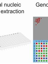 从单个斑马鱼胚胎中提取总核酸用于基因分型和 RNA-seq