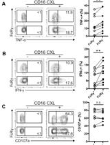 Evaluating Human Natural Killer Cells Antibody-dependent Cellular Cytotoxicity (ADCC) Using Plate-bound Anti-CD16 Antibodies