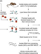 使用 fRIP 鉴定小鼠睾丸组织中的蛋白质-RNA 相互作用