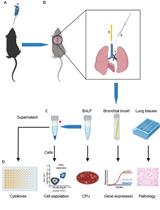 Induction of Acute or Disseminating Bacterial Pneumonia in Mice and Sampling of Infected Organs for Studying the Host Response to Bacterial Pneumonia