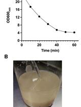 Isolation of Mitochondria from Ustilago maydis Protoplasts