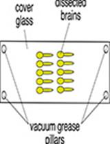 Trichloroacetic Acid Fixation and Antibody Staining of Zebrafish Larvae 