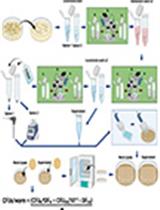 Quantification of Bacterial Loads in Caenorhabditis elegans