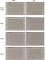 High-throughput Growth Measurements of Yeast Exposed to Visible Light 