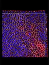 From 3D to 2D: Harmonization of Protocols for Two-dimensional Cultures on Cell Culture Inserts of Intestinal Organoids from Various Species 