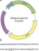 Simple Scalable Protein Expression and Extraction Using Two-stage Autoinducible Cell Autolysis and DNA/RNA Autohydrolysis in <em>Escherichia coli</em> 