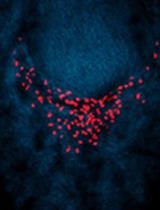 Flow Cytometry Analysis of Planarian Stem Cells Using DNA and Mitochondrial Dyes 