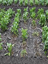 Rhizoctonia solani Infection Assay of Young Sugar Beet and Arabidopsis plantlets 