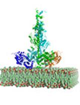 Reconstitution of Membrane-associated Components of a G-protein Signaling Pathway on Membrane-coated Nanoparticles (Lipobeads)
