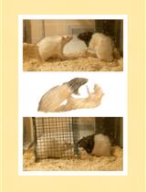 Induction of Repeated Social Defeat Stress in Rats 