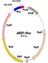 Listeria innocua Biofilm Assay Using NanoLuc Luciferase