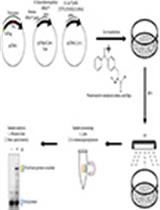 Amber Suppression Technology for Mapping Site-specific Viral-host Protein Interactions in Mammalian Cells