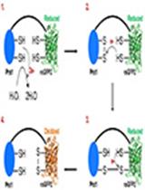A Hypersensitive Genetically Encoded Fluorescent Indicator (roGFP2-Prx1) Enables Continuous Measurement of Intracellular H2O2 during Cell Micro-cultivation