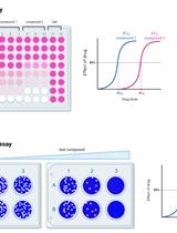 Cytopathic Effect Assay and Plaque Assay to Evaluate <i>in vitro</i> Activity of Antiviral Compounds Against Human Coronaviruses 229E, OC43, and NL63