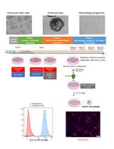 Efficient Method to Differentiate Mouse Embryonic Stem Cells into Macrophages in vitro