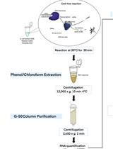 An <em>in vitro</em> Assay of mRNA 3’ end Using the <em>E. coli</em> Cell-free Expression System