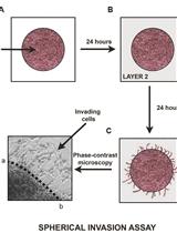 Measuring Endogenous GA and IAA