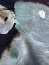 Anticipatory and Consummatory Responses to Touch and Food Rewards: A Protocol for Human Research