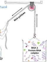 生物素化 RNA 和相关蛋白的下拉