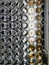 再刺激诱导的细胞死亡 (RICD)：通过流式细胞术分析在原代人类 T 细胞中建模、调查和量化 RICD 敏感性的方法