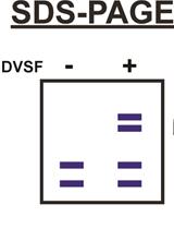 Activity-based Crosslinking to Identify Substrates of Thioredoxin-domain Proteins in Malaria Parasites