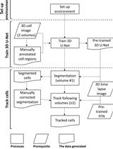 Tracking Moving Cells in 3D Time Lapse Images Using 3DeeCellTracker