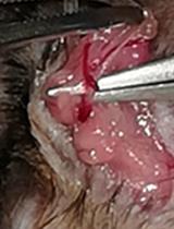 Operant Self-medication for Assessment of Spontaneous Pain Relief and Drug Abuse Liability in Mouse Models of Chronic Pain