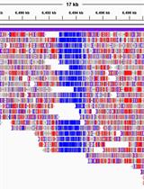 通过纳米孔测序对 APOBEC 酶转化 DNA (~5 kb) 进行全基因组甲基化分析