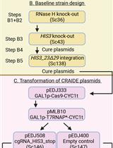 RNA-mediated in vivo Directed Evolution in Yeast
