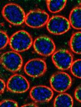 Labeling and Tracking Mitochondria with Photoactivation in Drosophila Embryos