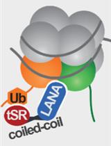 Laser Microirradiation and Real-time Recruitment Assays Using an Engineered Biosensor