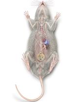 使用器官特异性、可扩展的无线光电设备对小鼠迷走神经传入进行光遗传学靶向研究