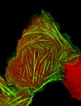 Labeling Endogenous Proteins Using CRISPR-mediated Insertion of Exon (CRISPIE)