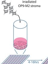 Small Molecule Screening of Primary Human Acute Myeloid Leukemia Using Co-culture and Multiplexed FACS Analysis