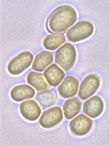 Analysis of Heterocyst and Akinete Specific Glycolipids in Cyanobacteria Using Thin-layer Chromatography