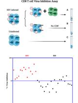 CD8 T 细胞病毒抑制实验方法