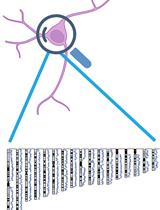 Single-cell Damagenome Profiling by Linear Copying and Splitting based Whole Genome Amplification (LCS-WGA)