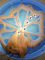 Electrophysiological Measurements of Isolated Blood Vessels