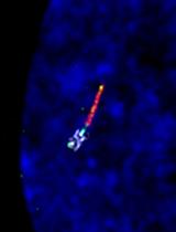 3D-Structured Illumination Microscopy of Centrosomes in Human Cell Lines