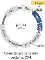 Novel Protein Production Method Combining Native Expression in Human Cells with an Intein-based Affinity Purification and Self-cleavable Tag