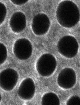 Measurement of Contractile Ring Tension Using Two-photon Laser Ablation during <em>Drosophila</em> Cellularization