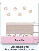 Three-dimensional Models of the Nasopharynx for the Study of Epstein-Barr Virus Infection