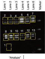 A SYBR Gold-based Label-free in vitro Dicing Assay