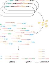 用于酿酒酵母中 CRISPRi 条形码表达报告基因测序 (CiBER-seq) 的质粒和测序文库制备