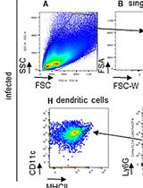 A Mouse Infection Model with a Wildtype Salmonella enterica Serovar Typhimurium Strain for the Analysis of Inflammatory Innate Immune Cells