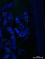 Ex-vivo Skin Permeability Tests of Nanoparticles for Microscopy Imaging