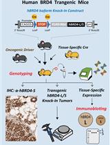 Conditional Human BRD4 Knock-In Transgenic Mouse Genotyping and Protein Isoform Detection