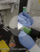 Multiplexing Thermotaxis Behavior Measurement in <em>Caenorhabditis elegans</em>