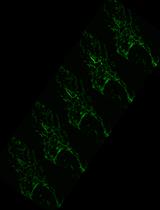 Activation of Mitochondrial Ca2+ Oscillation and Mitophagy Induction by Femtosecond Laser Photostimulation
