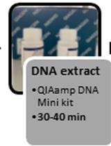 A Rapid FRET Real-Time PCR Protocol for Simultaneous Quantitative Detection and Discrimination of Human <em>Plasmodium</em> Parasites